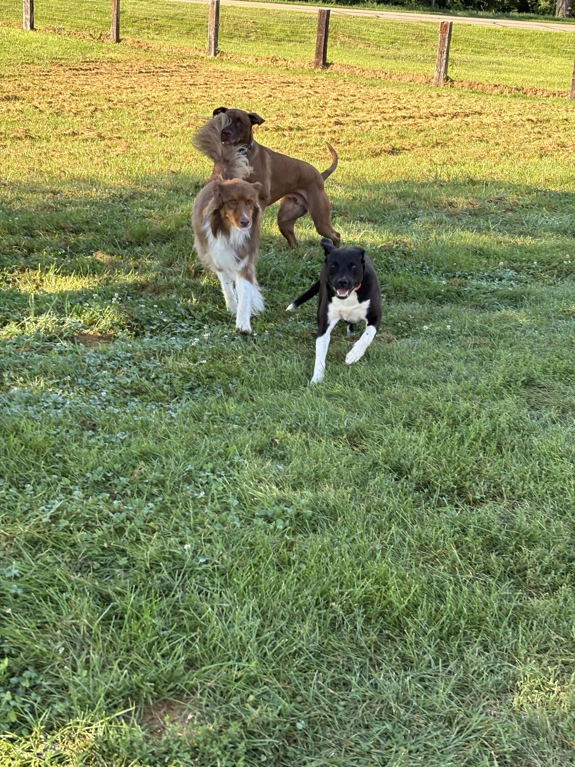 Dogs running together across the grass