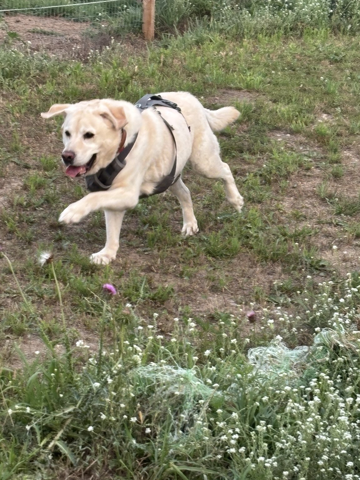 Labrador exploring outside