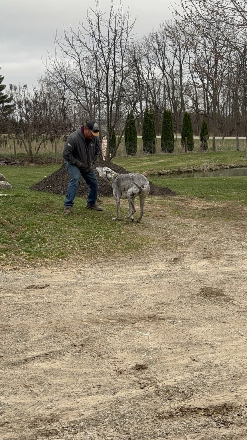 A person spending time with a Great Dane outdoors on the farm