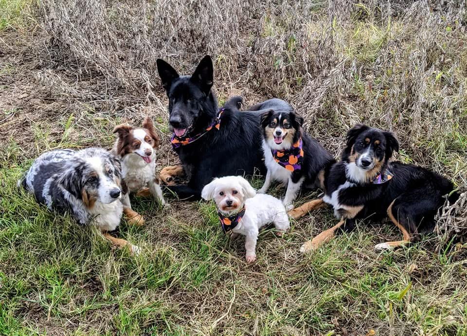 Dogs gathered together outdoors