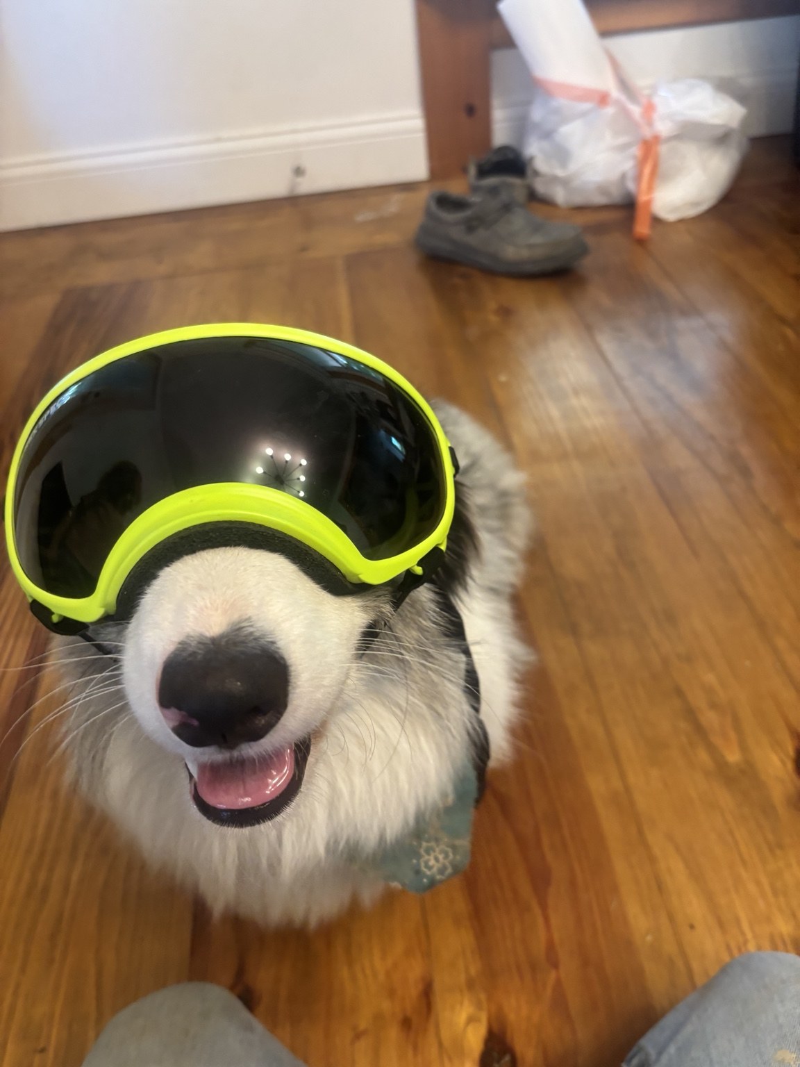 Dog wearing playful goggles