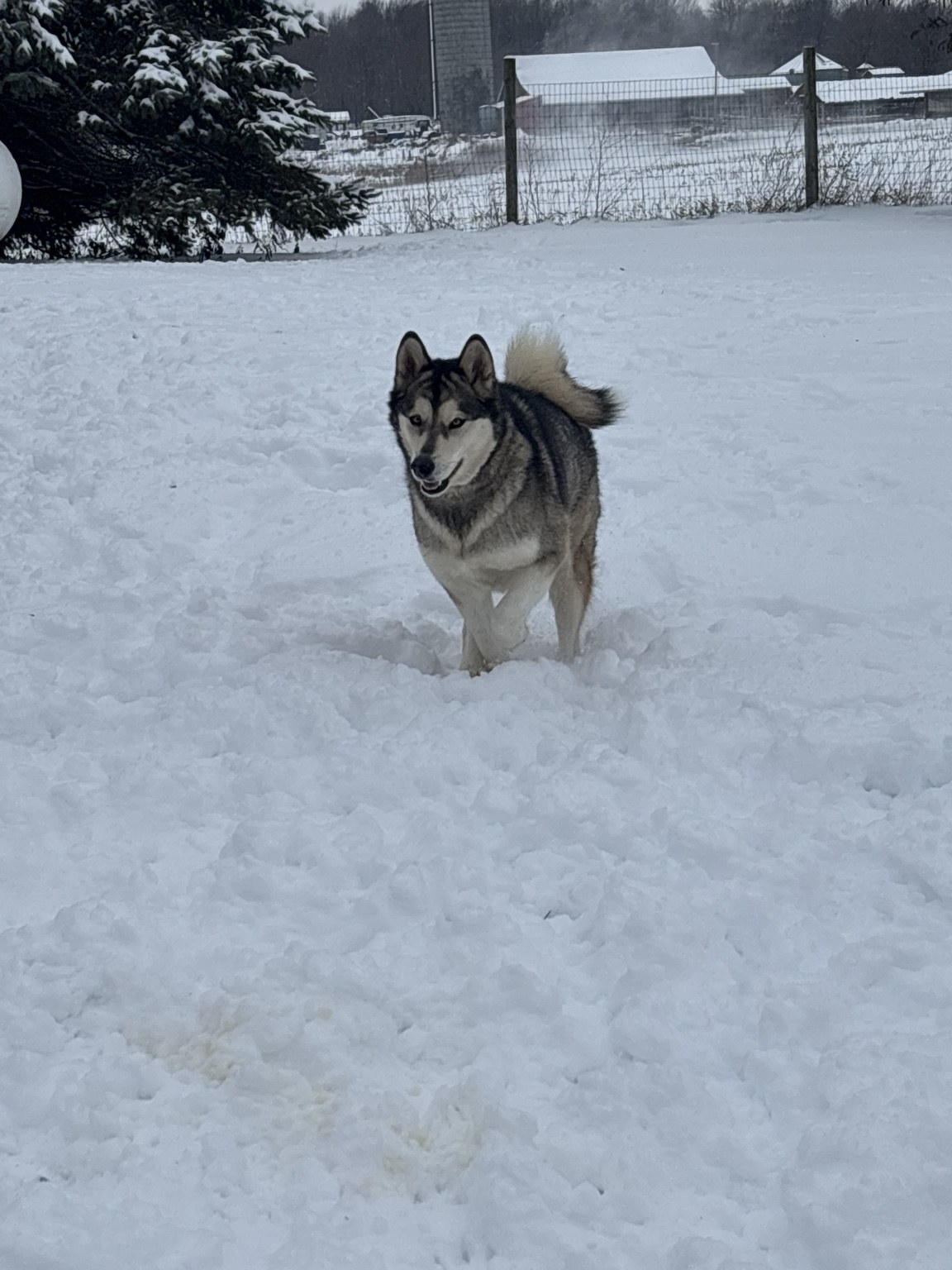 German shepherd enjoying the snow